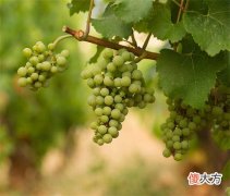 婚宴定制葡萄酒大约多少钱 婚宴一般选什么酒比较好