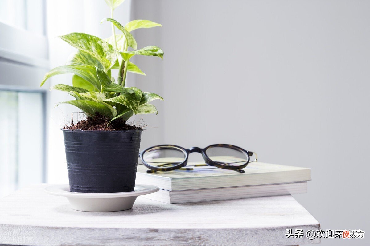 你知道泡过的茶叶还有很多妙用吗 泡过的茶叶有什么妙用