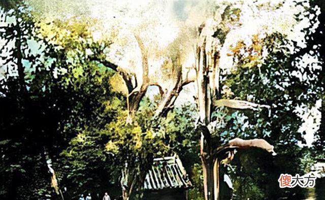 【爱历史】一组老照片, 看清末民国时期河南陈州(淮阳)的太昊伏羲陵