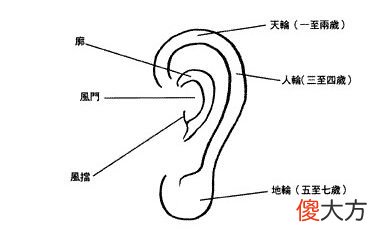 耳朵的分类有哪些？