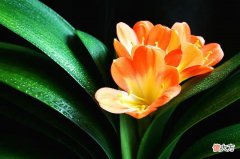 一场君子兰直播销售量 看一下直播君子兰直播