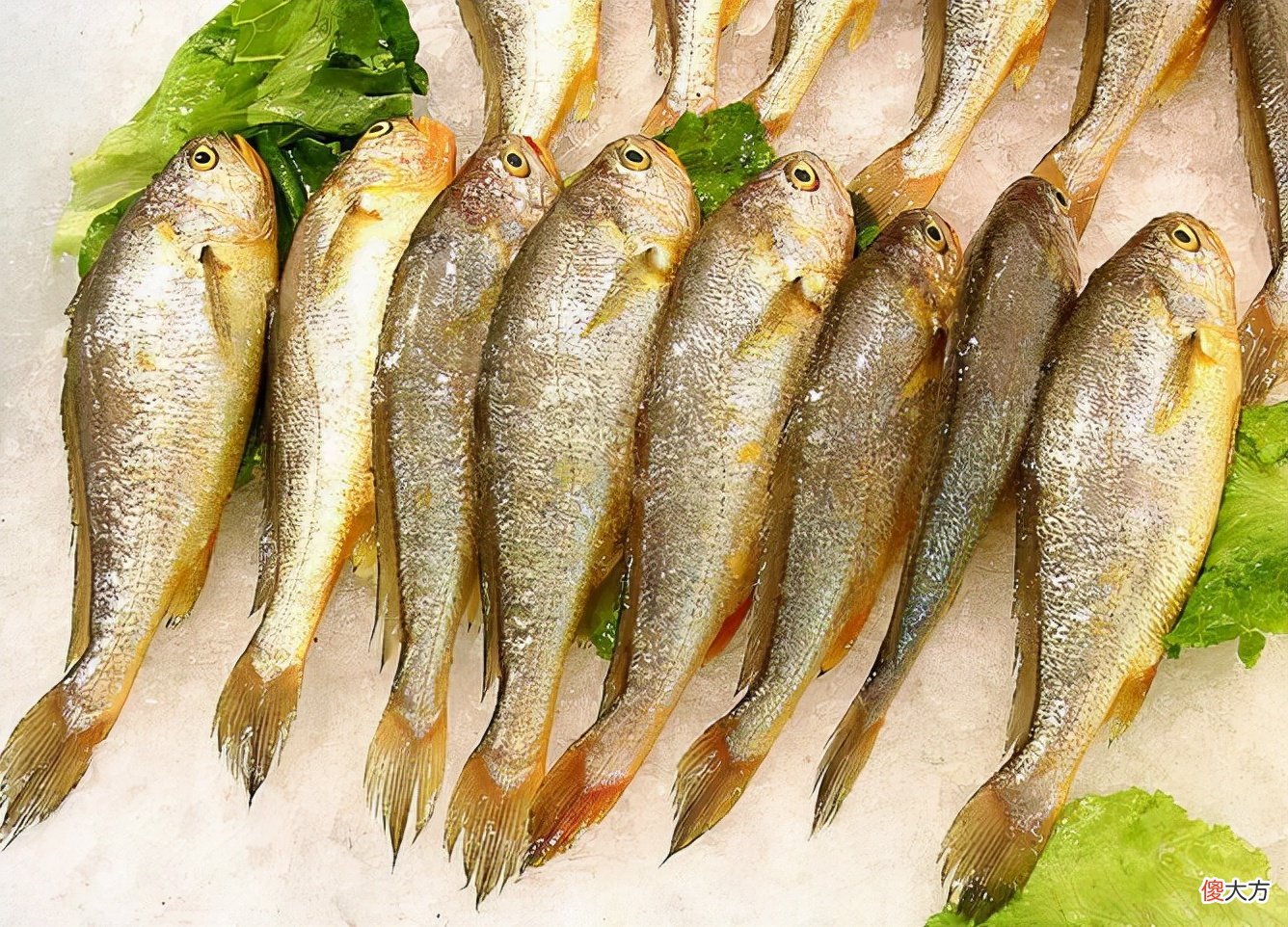 这5种海鱼多给家人吃 家庭食用海鱼有哪些