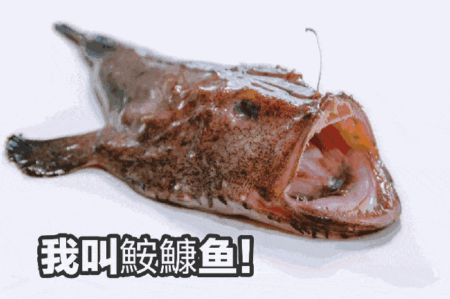 这5种海鱼多给家人吃 家庭食用海鱼有哪些