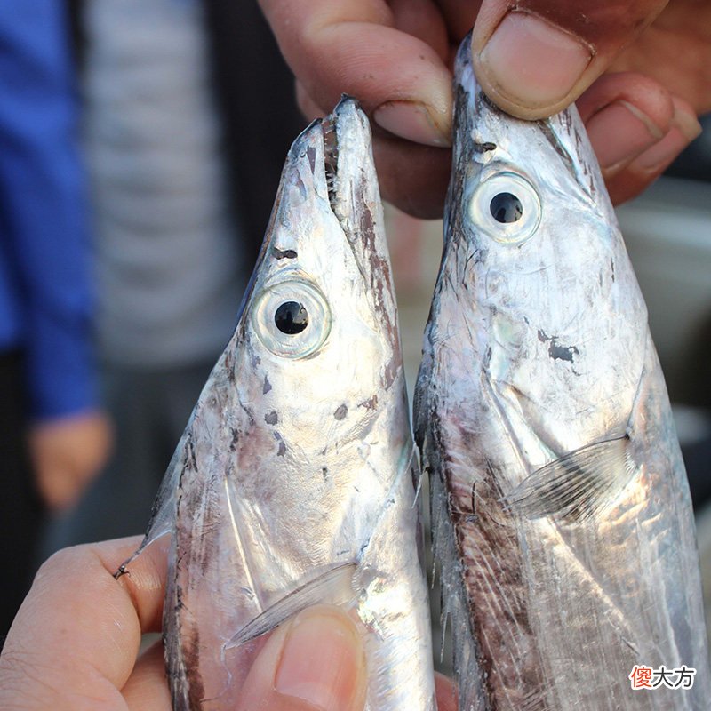 这5种海鱼多给家人吃 家庭食用海鱼有哪些