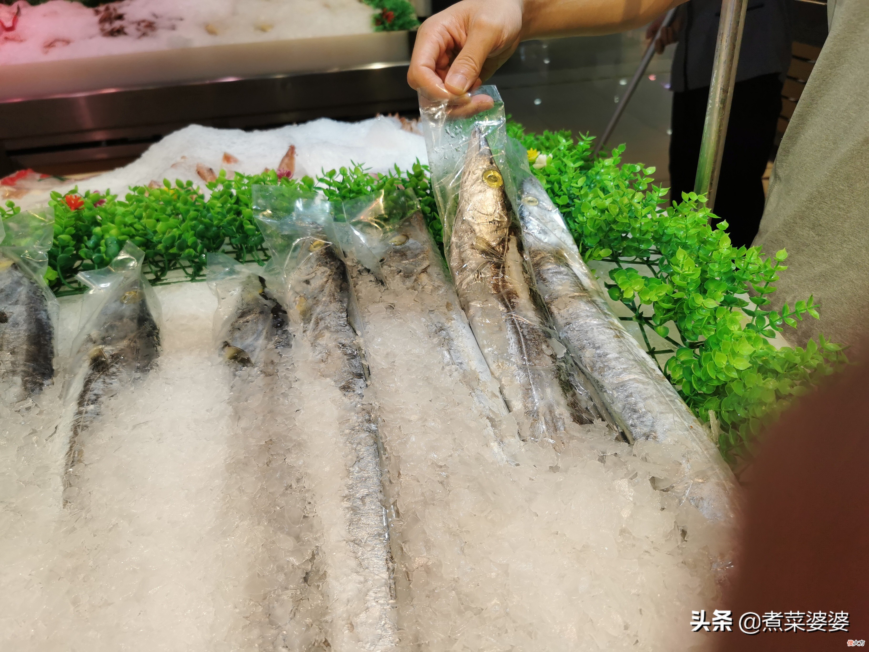 都是野生海鱼 海鱼都是野生的吗
