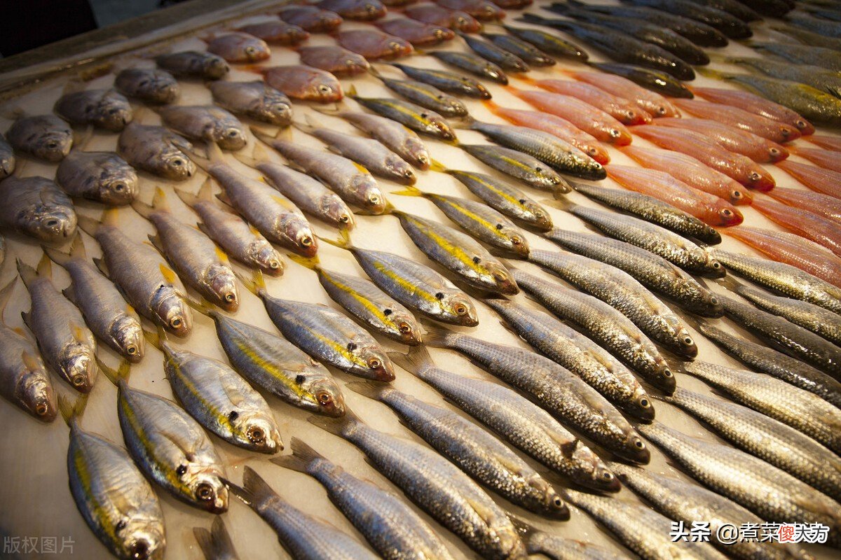 都是野生海鱼 海鱼都是野生的吗