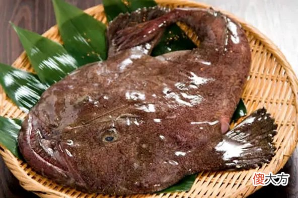 这4种全是深海鱼 各种深海鱼