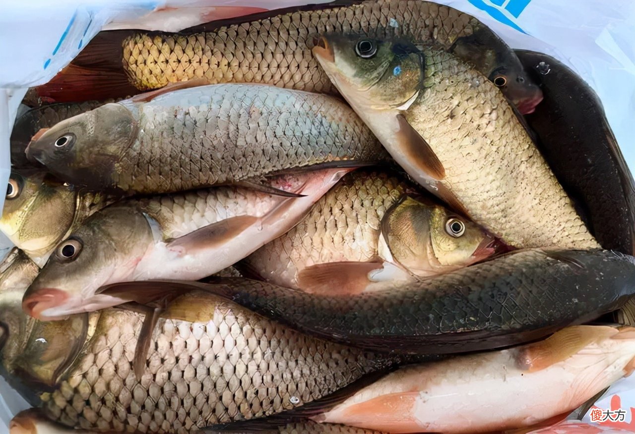 这4种全是深海鱼 各种深海鱼