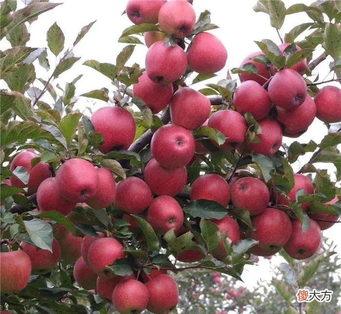 常吃苹果可以使大脑变得越来越聪明 吃苹果能变聪明