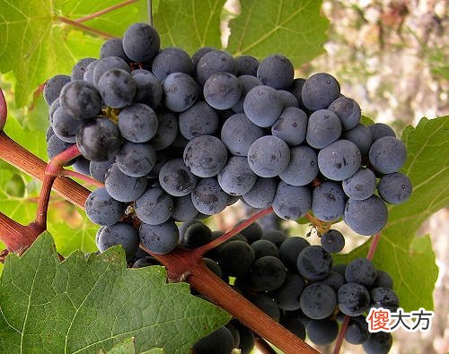 开胃酒的种类及特点 开胃酒的特点