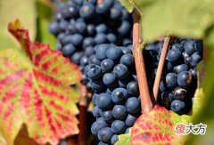 几十块葡萄酒买哪个牌子好 进口红酒批发的市场有哪些