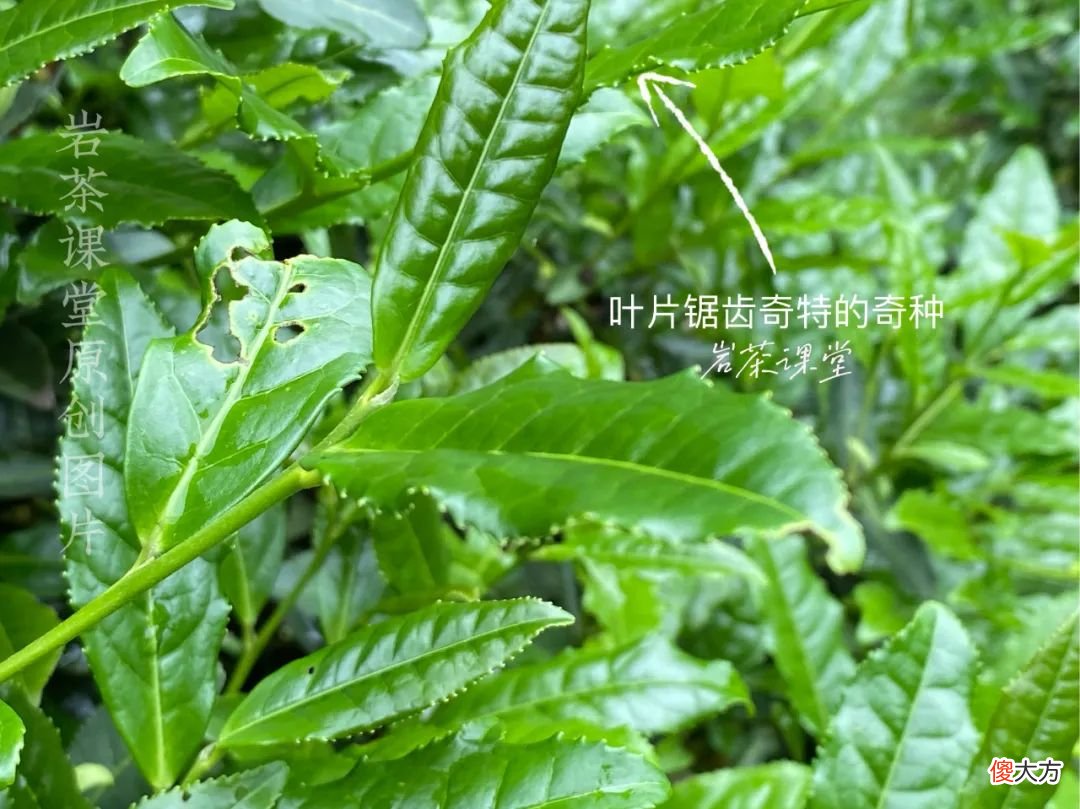 单株都是什么意思 单株的意思