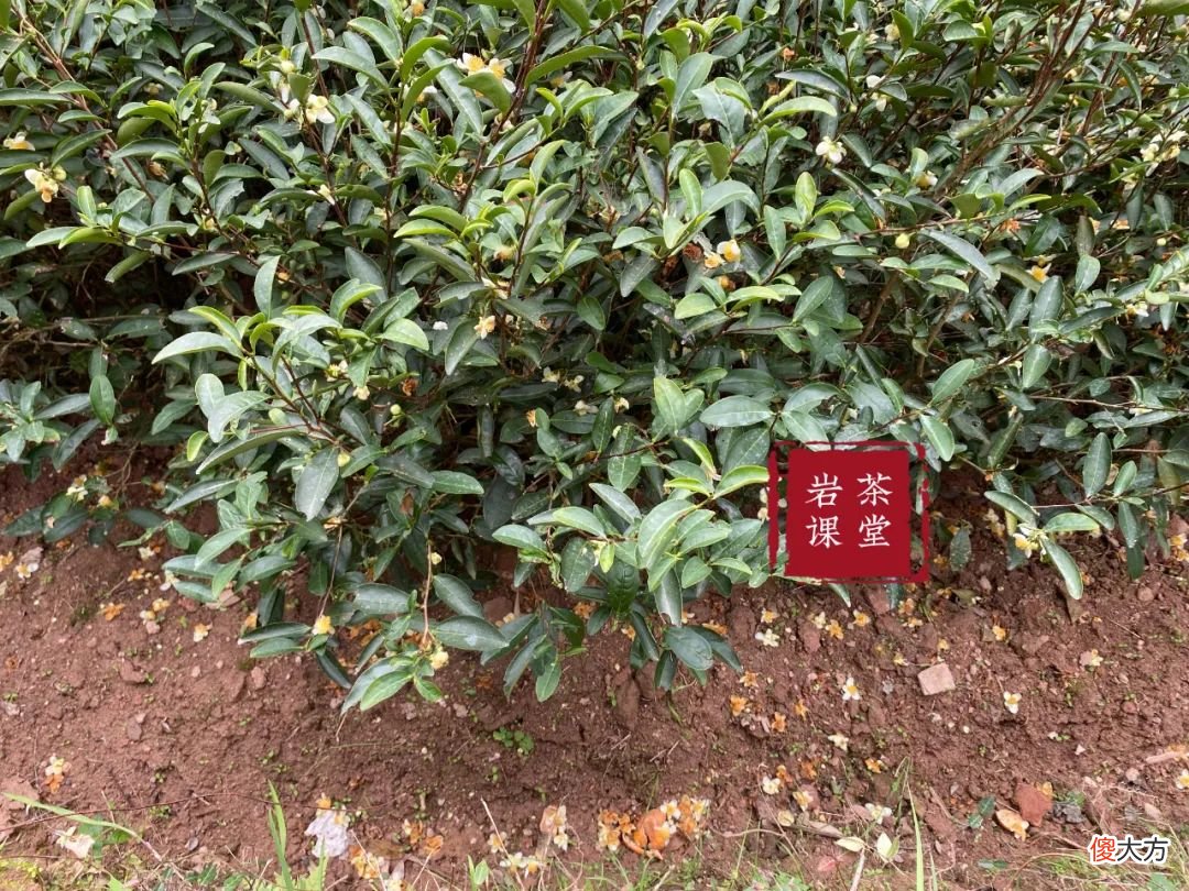 单株都是什么意思 单株的意思