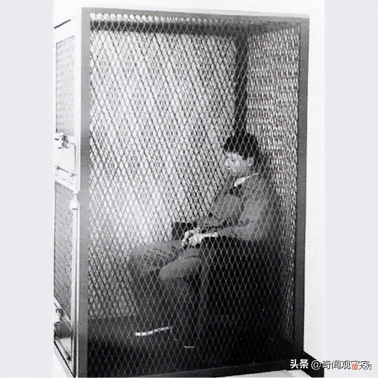 却在监狱吃成胖子 胖妞为什么进监狱