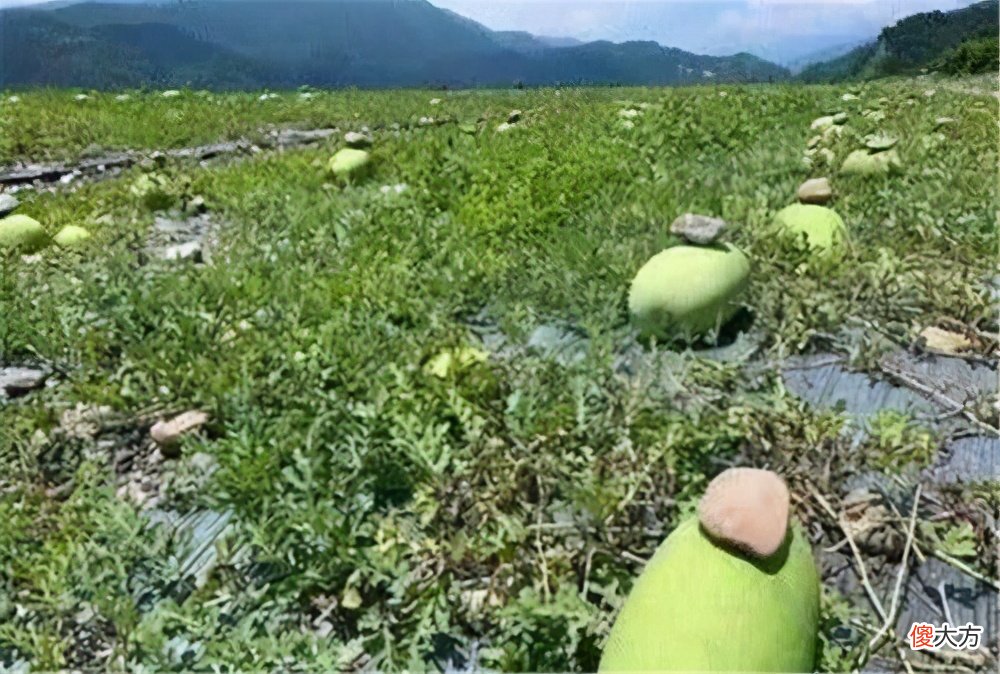石头的作用是什么 石头的作用有哪些