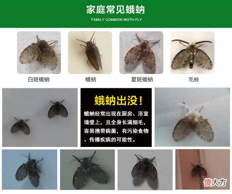 卫生间的小飞虫从哪里来 卫生间的小飞虫从哪里来的