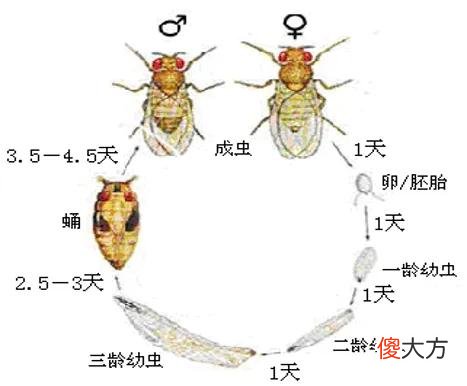 垃圾桶里凭空冒出来的小飞虫到底是什么 垃圾桶里凭空冒出来的小飞虫到底是什么? 画