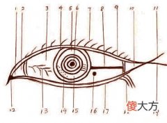眼睛构造的运势解读