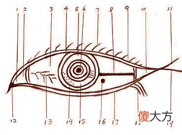 眼睛构造的运势解读