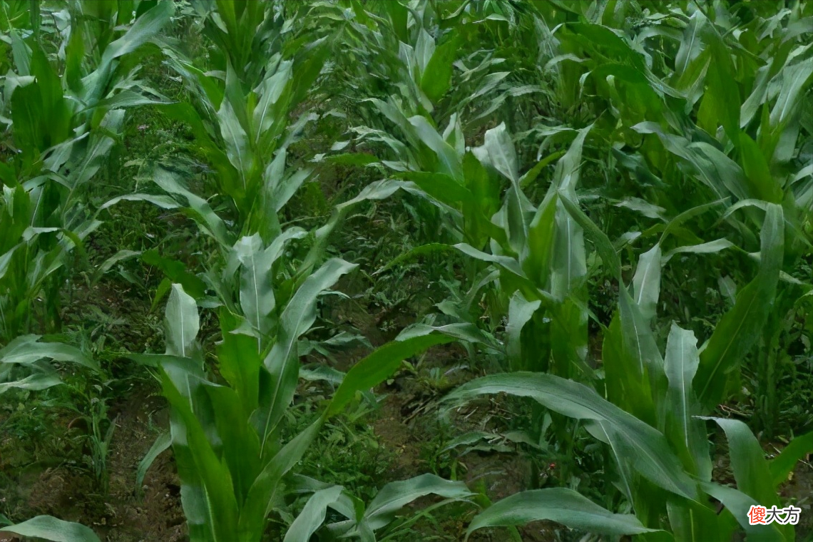 究竟是用尿素好还是氮钾肥好 氮钾肥和尿素哪个好