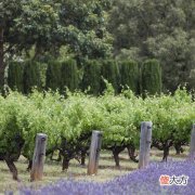 葡萄酒的营养保健价值 中医养生葡萄酒的养生保健功效