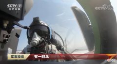 空中飞鸟的威力有多大 空中什么鸟最厉害