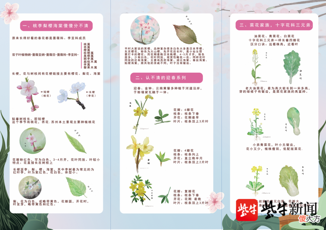 哪一种玉兰花最香 什么品种玉兰花最香