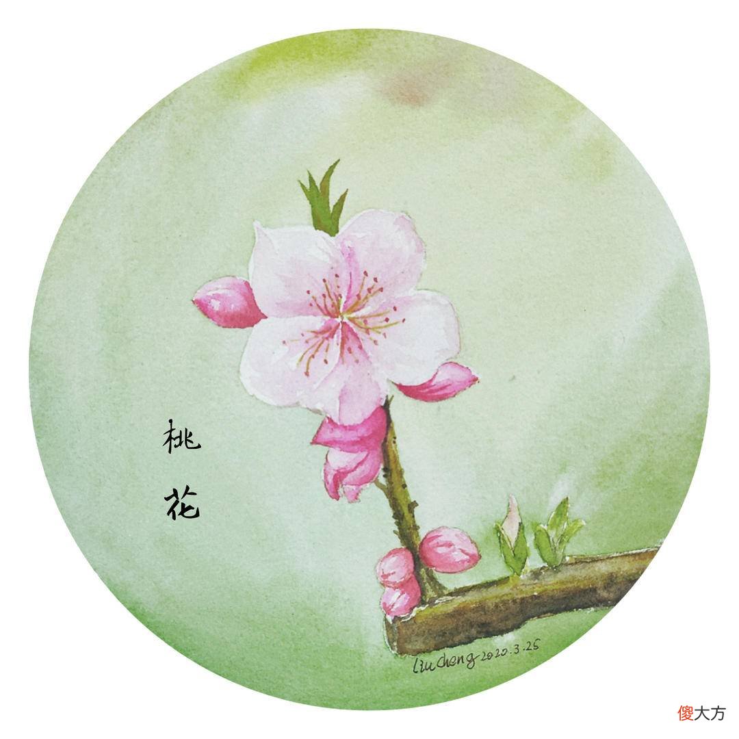 哪一种玉兰花最香 什么品种玉兰花最香