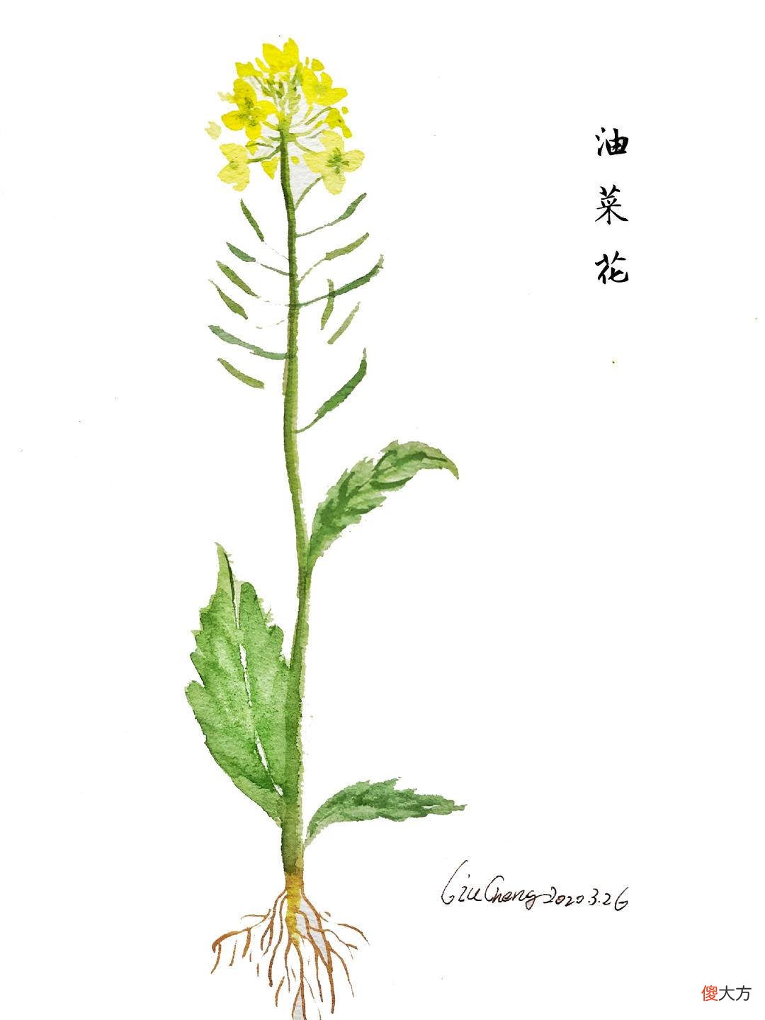 哪一种玉兰花最香 什么品种玉兰花最香
