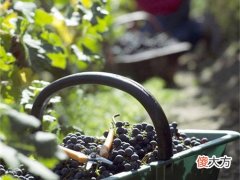 学会辨别葡萄酒你也能成为品酒师 漫谈葡萄酒