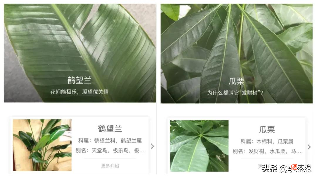 不占内存还免费 只下载不安装占内存吗