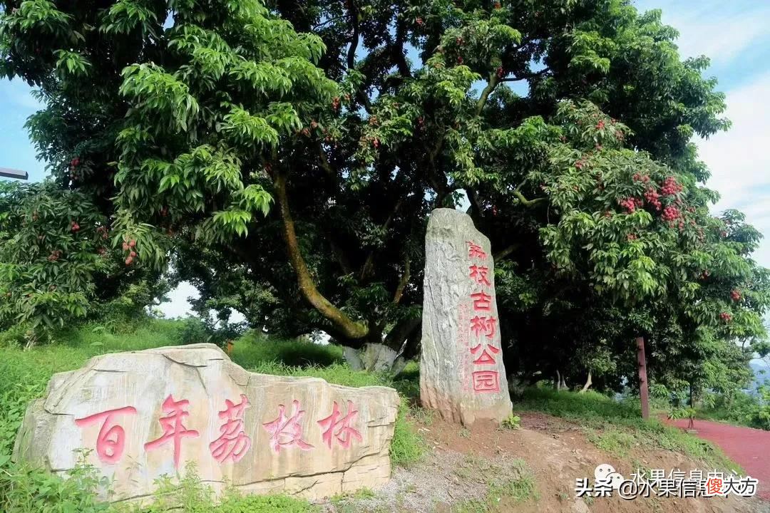 2021版最新荔枝的上市时间表 2021年荔枝上市时间