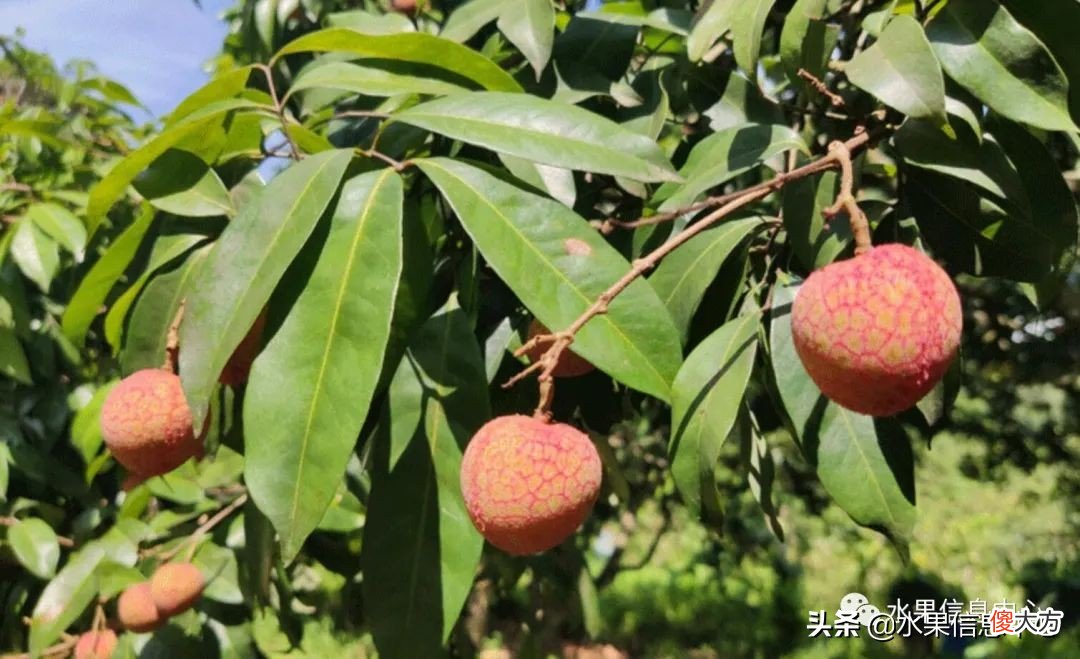 2021版最新荔枝的上市时间表 2021年荔枝上市时间