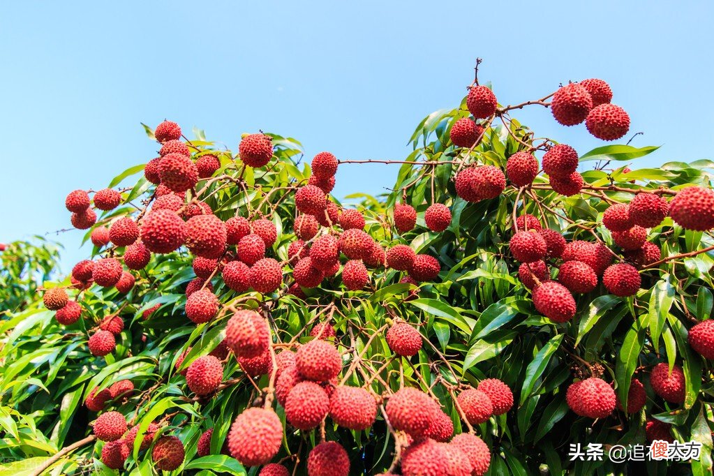 荔枝几月份成熟 四川荔枝几月份成熟