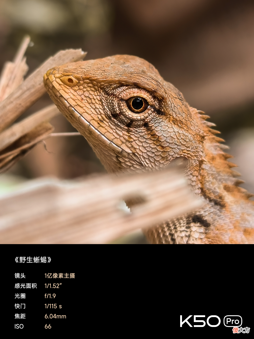 拍照也很能打 拍照可以吗
