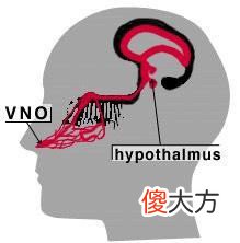 奇葩的长颈鹿 奇葩的长颈鹿图片