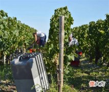 国内红酒市场分析 红酒现在在中国的市场