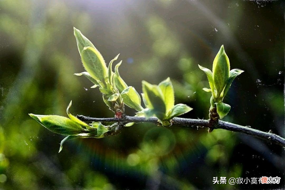二月份的初春 早春的二月