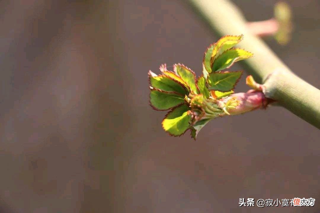 二月份的初春 早春的二月