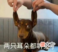 抖音短视频| 抖音酸Q和栓Q是什么梗