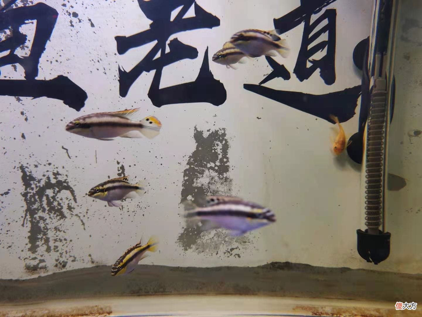 小型观赏鱼最好的食物 什么小型观赏鱼最好看