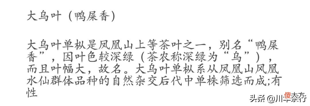 凤凰单丛之大乌叶和鸭屎香的区别 凤凰乌叶跟鸭屎香的区别