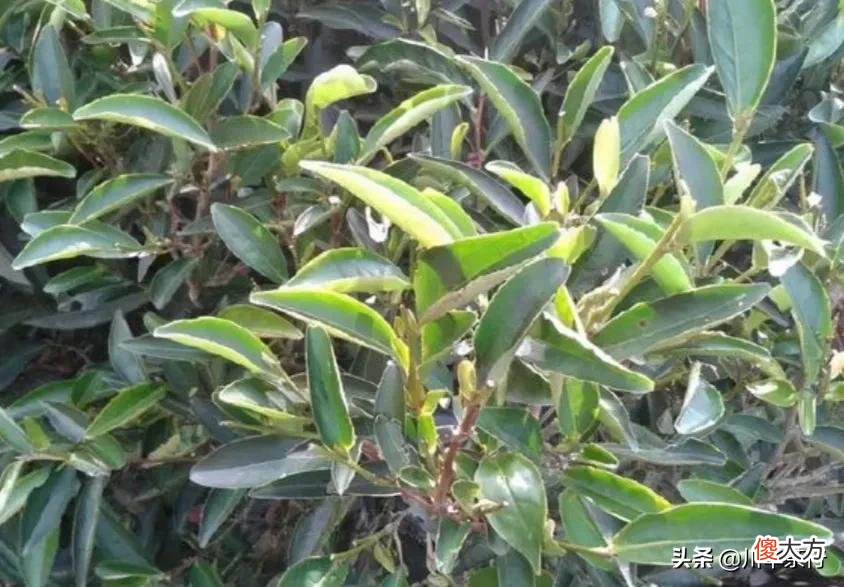 凤凰单丛之大乌叶和鸭屎香的区别 凤凰乌叶跟鸭屎香的区别