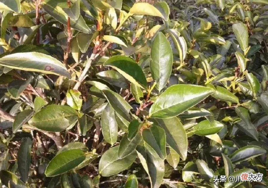 凤凰单丛之大乌叶和鸭屎香的区别 凤凰乌叶跟鸭屎香的区别