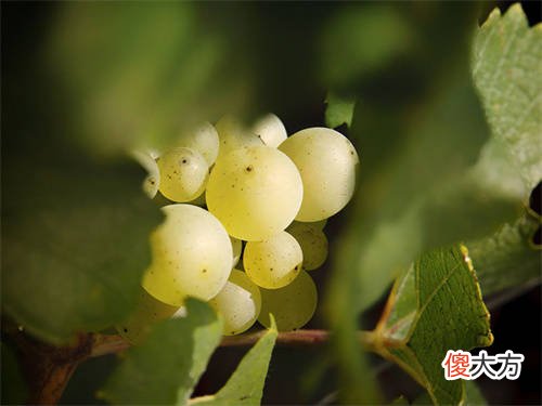 什么样的葡萄酒适合搭配甜点 中国的八大菜系配葡萄酒如何配