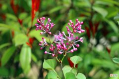 为什么双鱼座难以守住秘密 双鱼座不为人知的秘密