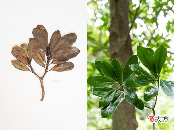 逛植物园只是看名花奇木 植物园的花