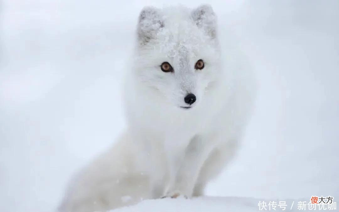 【星座控】这三个生肖，从不吹嘘，却有真本事，从不炫耀，但总让人敬仰万分