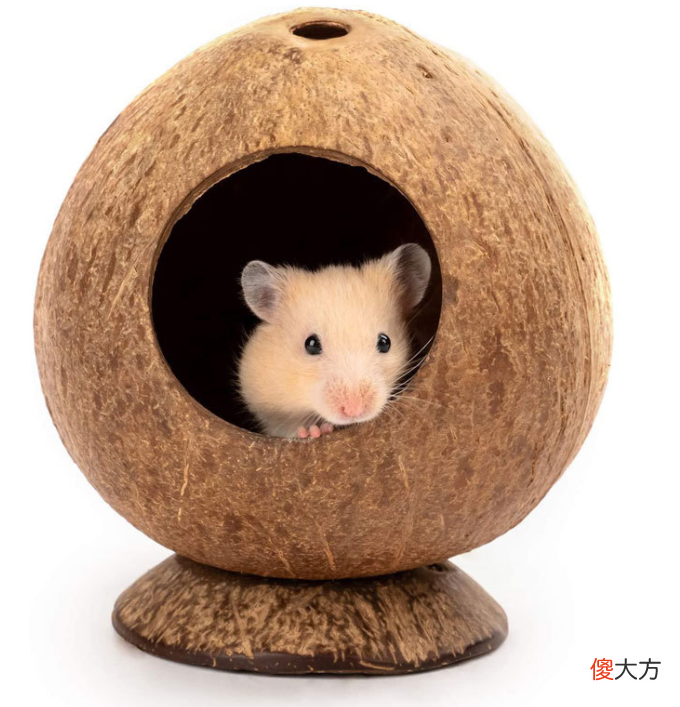 饲养仓鼠必备的条件 养仓鼠需要什么条件