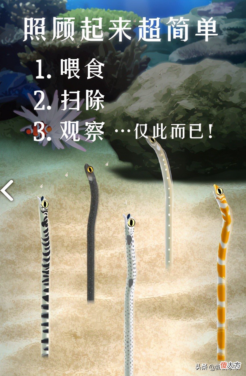 三款非常治愈的养宠物小游戏 最火的养宠物游戏大全